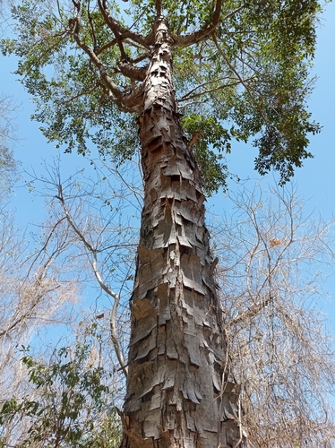 Brosimum alicastrum - Leaves