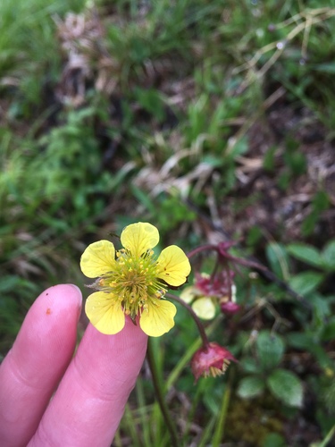 Geum X pulchrum