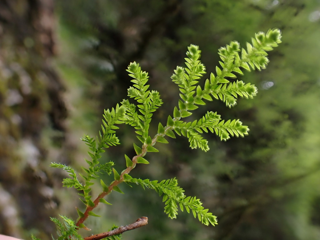 Selaginella labordei (Selaginella labordei)