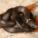 Ring-necked Snake - Photo (c) captainjack0000, all rights reserved, uploaded by captainjack0000