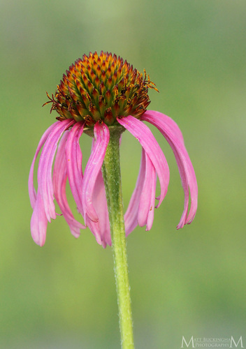 Echinacea paradoxa var. neglecta