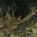 Agalinis lanceolata - Photo (c) Ruth Ripley, all rights reserved, uploaded by Ruth Ripley