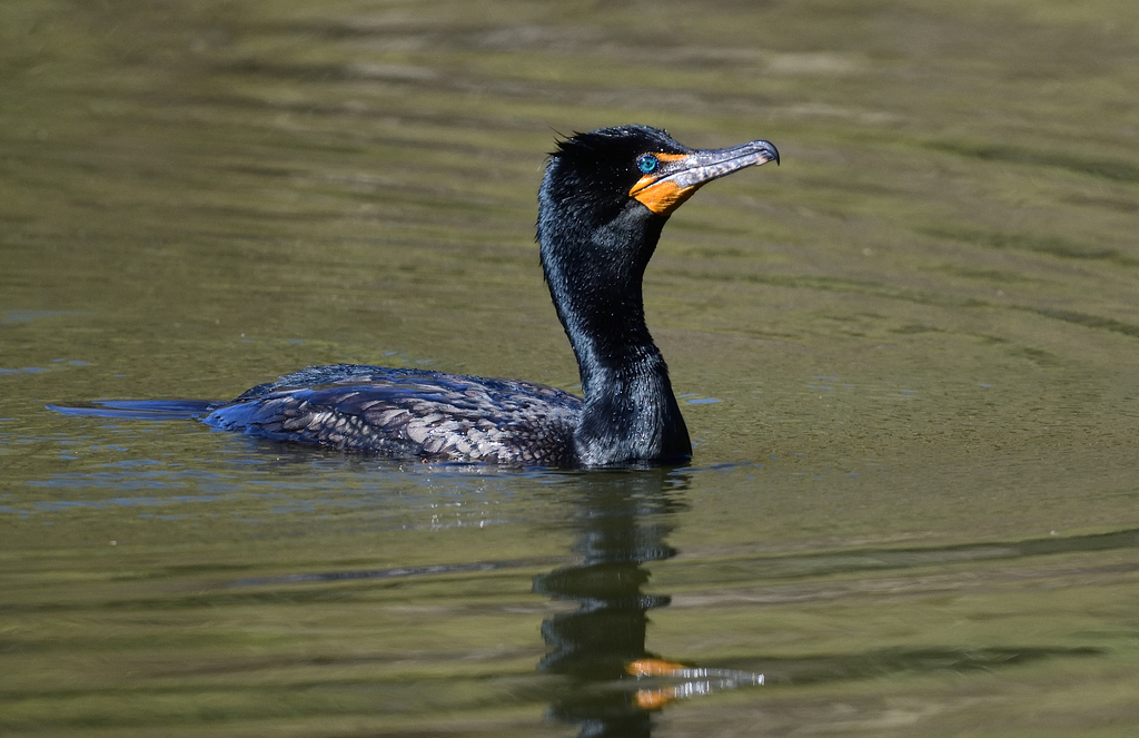 Doublecrested Cormorant from Queens, New York, United States on April
