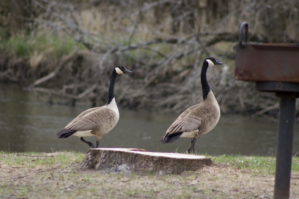 Canada Goose From Sugar River Forest Preserve, Durand, IL, US On April ...