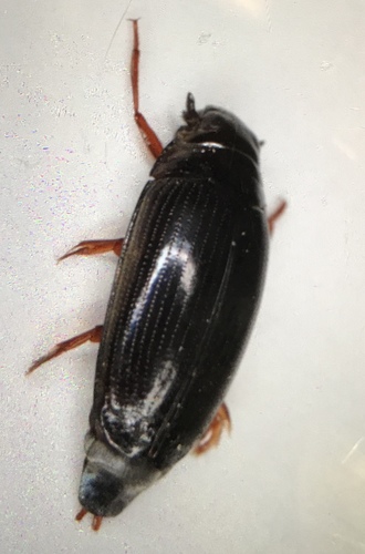 Gyrinus paykulli