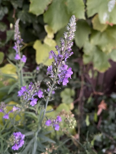 Purple Toadflax