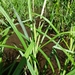 Carex confertiflora - Photo (c) 御漬物, todos los derechos reservados, subido por 御漬物