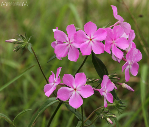 Phlox pilosa ssp. pulcherrima