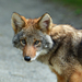 Coyote - Photo (c) dgimler, all rights reserved