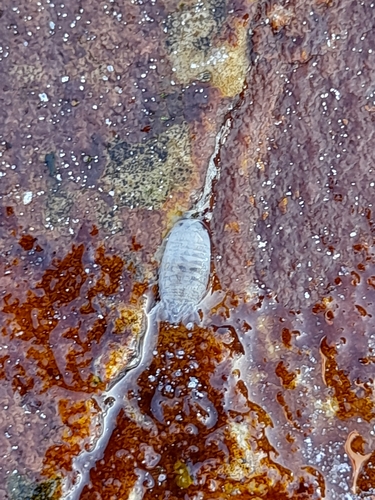 Cymodocella pustulata