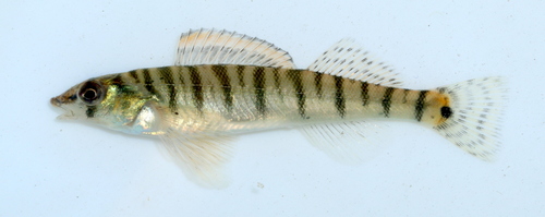 Ozark Logperch