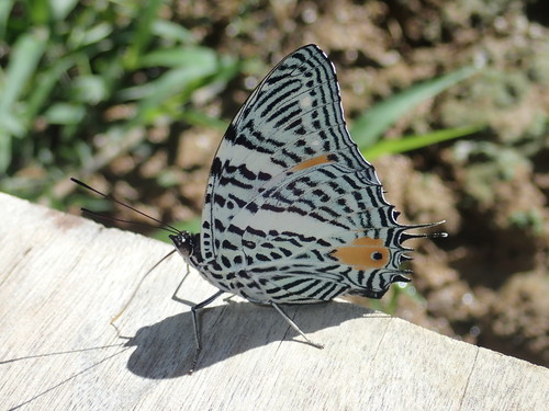 Baeotus aeilus (Stoll, 1780)