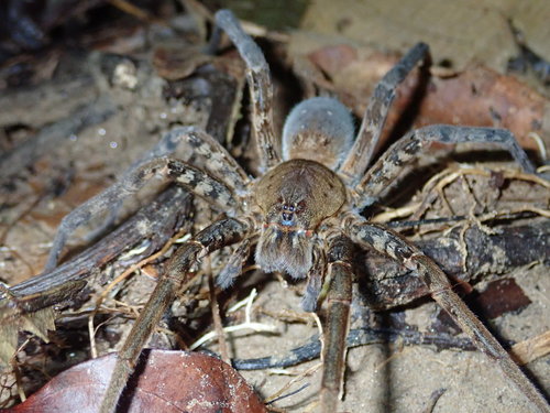 Bogota Giant Fishing Spider
