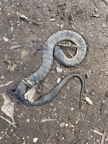 Tiger Snake sighting