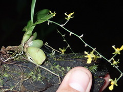 Image of Oncidium amazonicum