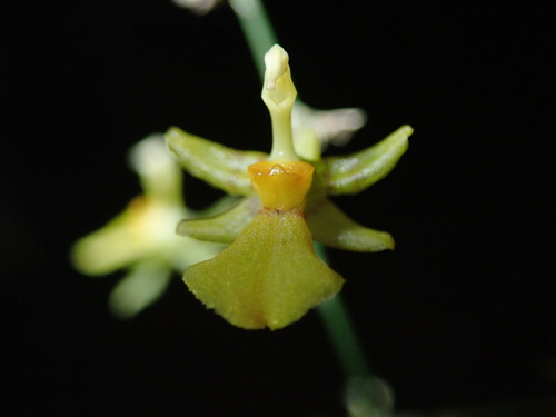 Oncidium amazonicum