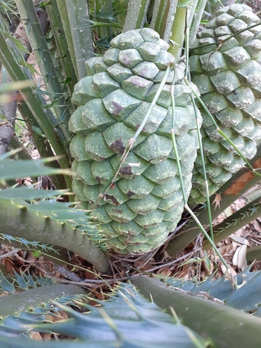 Encephalartos whitelockii