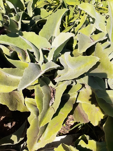Velvet-leaf
