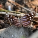 Myscelia cyananthe skinneri - Photo (c) adel-fridus, all rights reserved, uploaded by adel-fridus