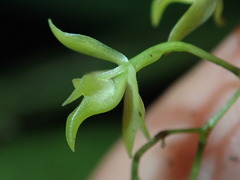 Epidendrum compressum image