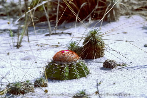 Melocactus violaceus