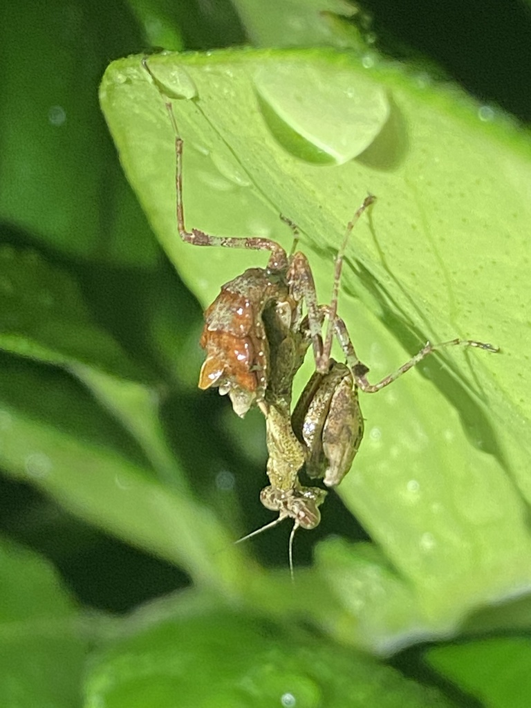 Japanese Boxer Mantis from 匏杓崙路, 礁溪鄉, TW on April 30, 2022 at 08:20 PM ...