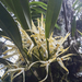 Maxillaria ochroleuca - Photo (c) Gabriel Bonfa, all rights reserved, uploaded by Gabriel Bonfa