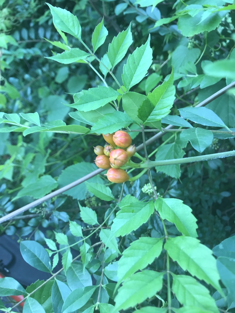 American trumpet vine from 7165 AL Highway 204, Jacksonville, AL, US on