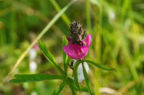 Sidalcea malviflora ssp. patula