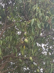 Mangifera indica image