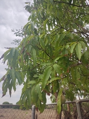 Mangifera indica image