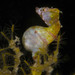 Observation photo