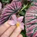 Begonia brevirimosa - Photo (c) Oliver Ingold, all rights reserved, uploaded by Oliver Ingold