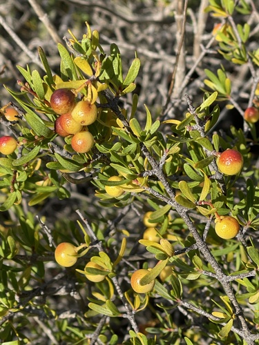 Bushrue