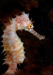 Hippocampus histrix