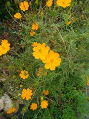 Cosmos sulphureus image