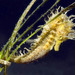 Observation photo