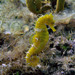 Observation photo