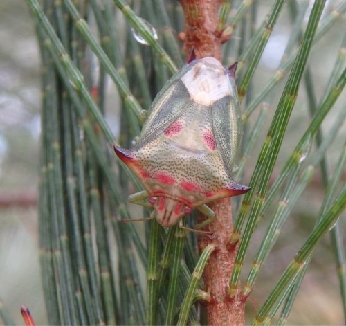 Genus Morna · iNaturalist NZ
