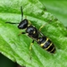 Philanthus notatulus - Photo (c) 九天, all rights reserved, uploaded by 九天