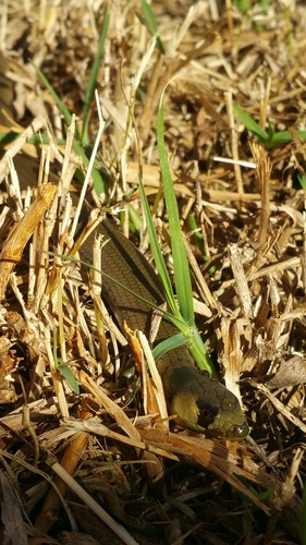 Mainland Sheoak Skink