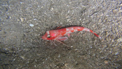 Lesser gurnard