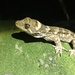 Tohu Gecko - Photo (c) Halema J, all rights reserved, uploaded by Halema J