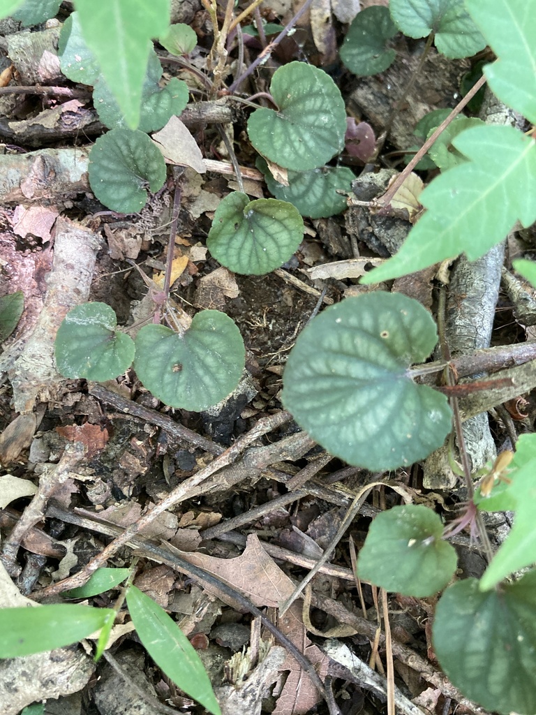Prostrate Violet Prostrate blue violet from Kendalwood Rd, Baton Rouge, LA, US on April ...