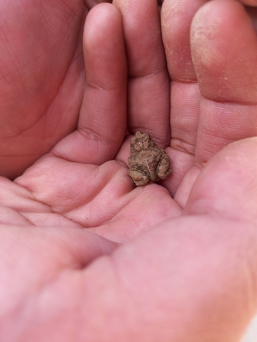 Juliaca four-eyed frog