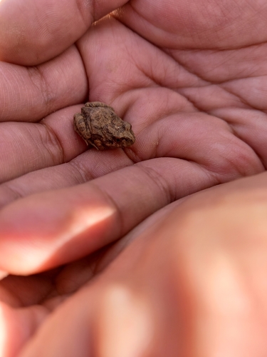 Juliaca four-eyed frog
