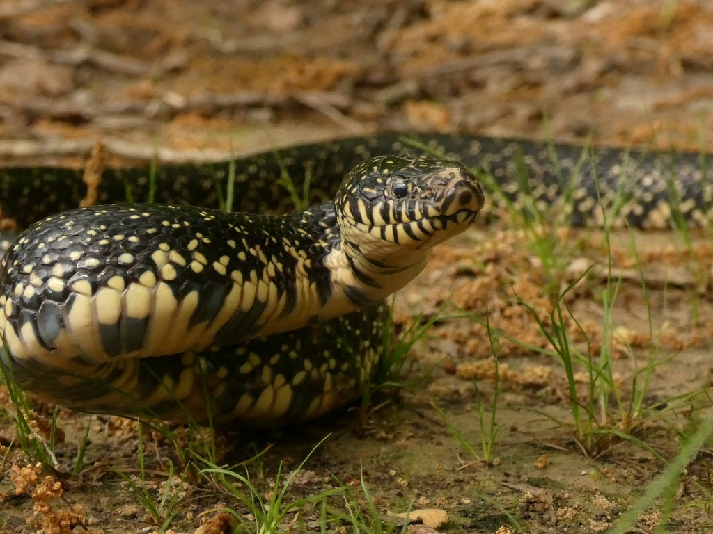 Black Kingsnake From Cordova, Memphis, Tn, Usa On April 30, 2022 At 08: 