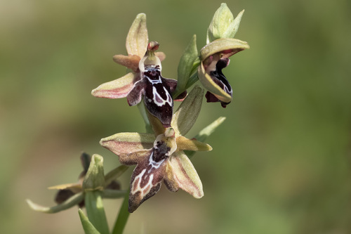 Ophrys cretica