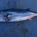 Slender Tuna - Photo (c) shanedestadler, all rights reserved