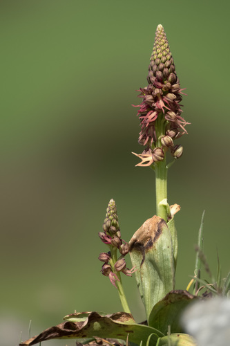 Orchis anthropophora